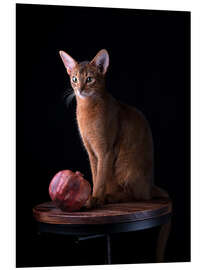 Foam board print Young Abyssinian Cat II