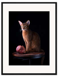 Gerahmter Kunstdruck Junge Abessinier Katze II