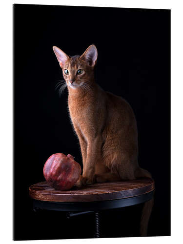 Galleriprint Young Abyssinian Cat II