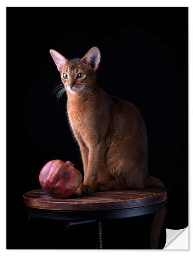 Selvklebende plakat Young Abyssinian Cat II