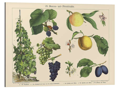 Tableau en aluminium Berries and Fruits (German)