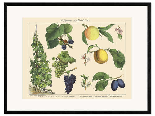 Kunsttryk i ramme Berries and Fruits (German)