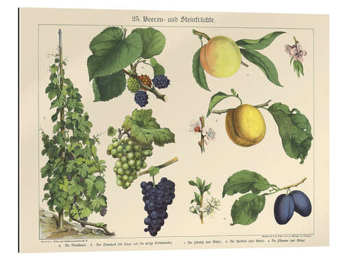 Gallery print Berries and Fruits (German)