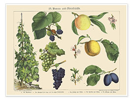 Wall print  Berries and Fruits (German) - German School
