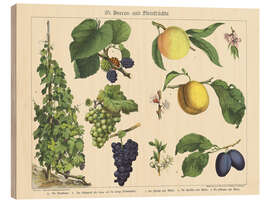 Trebilde Berries and Fruits (German)