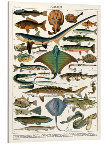 Aluminium print Sea Life, 1905 (French)