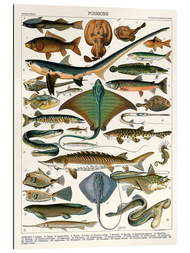 Gallery print Sea Life, 1905 (french)