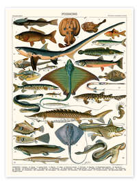 Wall print  Sea Life, 1905 (French) - Adolphe Millot