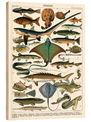 Wood print Sea Life, 1905 (French)