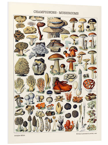 Foam board print Mushrooms, 1923