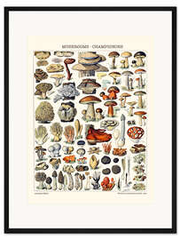 Gerahmter Kunstdruck Pilze, 1923