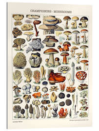 Gallery print Mushrooms, 1923