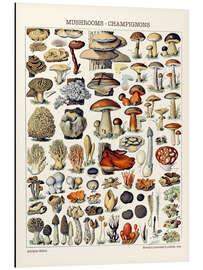 Magnettafel Pilze, 1923