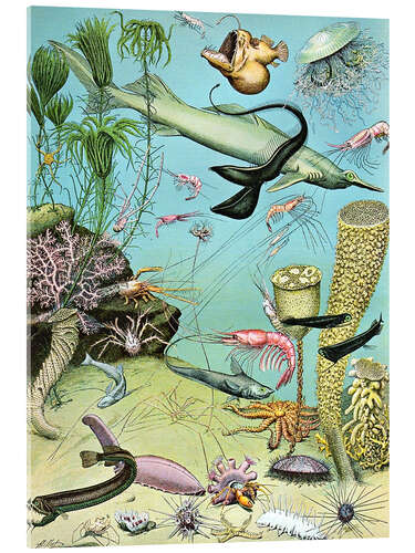 Akrylglastavla Illustration of a Deepwater Ecosystem, 1923