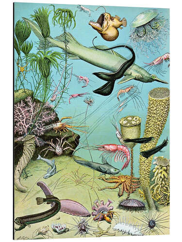 Aluminiumsbilde Illustration of a Deepwater Ecosystem, 1923