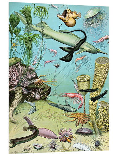 Tableau en PVC Illustration of a Deepwater Ecosystem, 1923