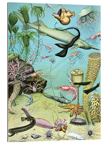 Gallery print Illustration of a Deepwater Ecosystem, 1923