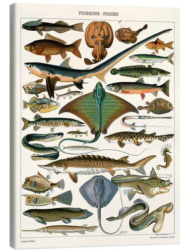 Quadro em tela Sea Life Illustration, 1905