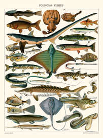 Magnettafel Illustration von Meeresfischen, 1905