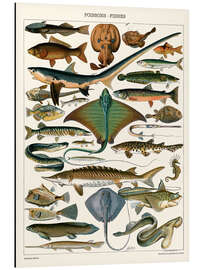 Magnettafel Illustration von Meeresfischen, 1905