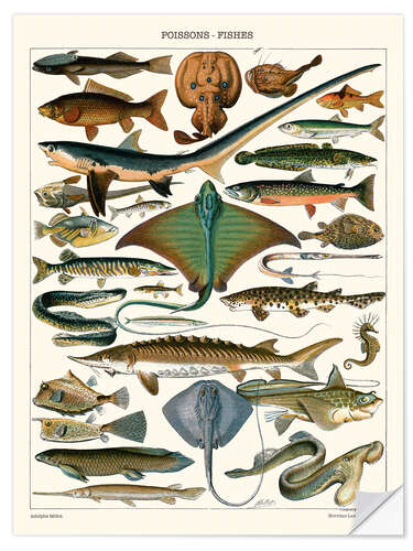 Selvklebende plakat Sea Life Illustration, 1905