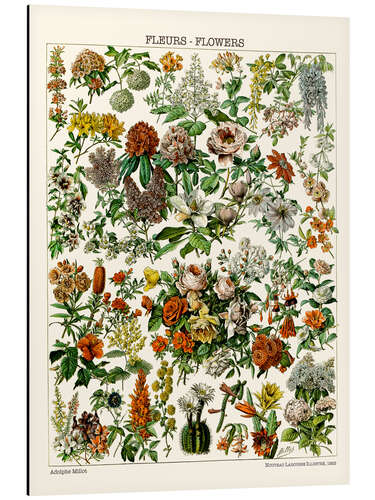 Aluminium print Flowering Plants, 1923