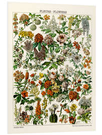 Foam board print Flowering Plants, 1923