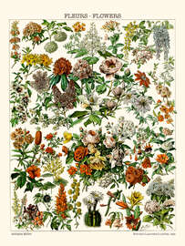 Magnettafel Blühende Pflanzen, 1923