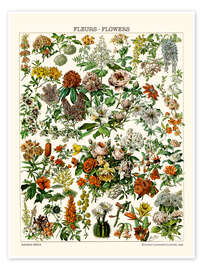 Wandbild  Blühende Pflanzen, 1923 - Adolphe Millot