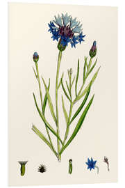 Foam board print Centaurea Cyanus Blue-Bottle