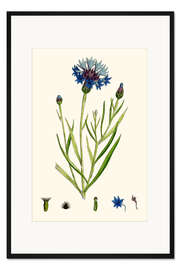 Gerahmter Kunstdruck Kornblume