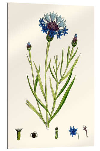 Cuadro de plexi-alu Centaurea Cyanus Blue-Bottle