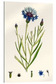 Gallery print Centaurea Cyanus Blue-Bottle