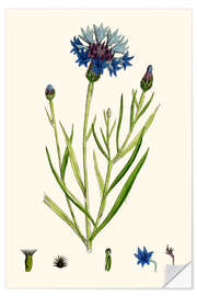 Wall sticker Centaurea Cyanus Blue-Bottle