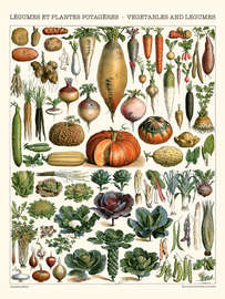 Magnettafel Gemüse und Hülsenfrüchte