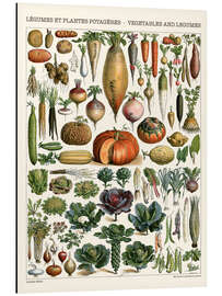 Magnettafel Gemüse und Hülsenfrüchte