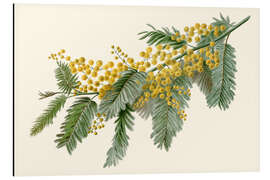 Quadro em alumínio Acacia (Acacia dealbata)