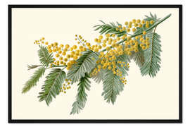Gerahmter Kunstdruck Akazie (Acacia dealbata)