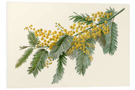 Print på skumplade Acacia (Acacia dealbata)