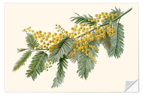 Naklejka na ścianę Acacia (Acacia dealbata)