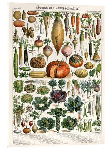 Gallery print Légumes et plantes potagères