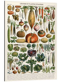 Magnettafel Gemüse und Hülsenfrüchte (französisch)