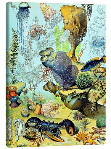 Tableau sur toile Illustration of an Underwater Scene, 1923