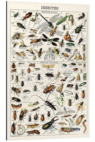 Aluminiumsbilde Insects I, 1923 (French)