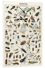 PVC-taulu Insects I, 1923 (French)