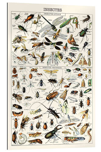 Cuadro de plexi-alu Insects I, 1923 (French)