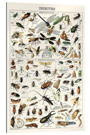 Gallery Print Insekten I, 1923 (französisch)