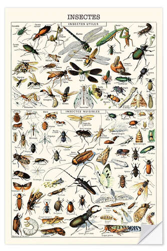 Wall sticker Insects I, 1923 (French)