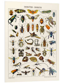 Print på skumplade Insects, 1923