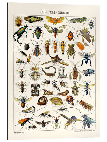 Gallery Print Insekten, 1923